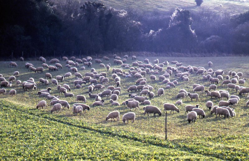 sheepgrazingonturnips.jpg